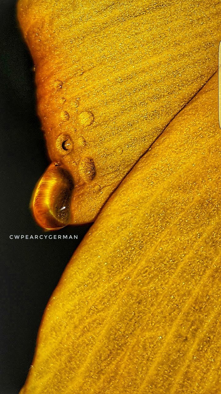 CLOSE-UP OF YELLOW SNAKE ON LEAF