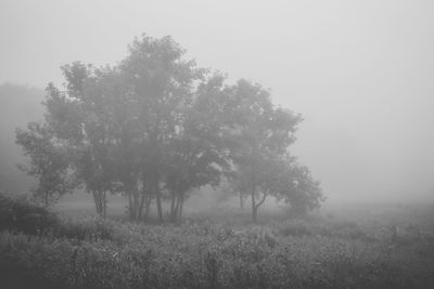 Trees on grassy field in foggy weather