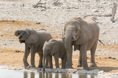 View of elephant standing in water