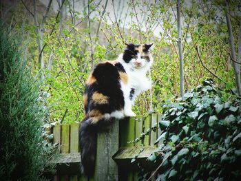 Cat on plants against trees