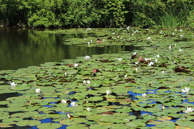 Lotus water lily in lake