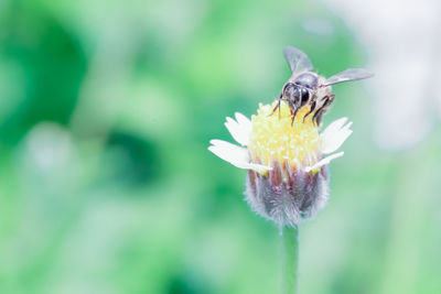 Close-up of bee on flower