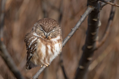 Portrait of owl perching on branch