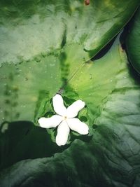 Close-up of water lily on leaves in lake