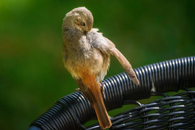 Close-up of bird perching on metal