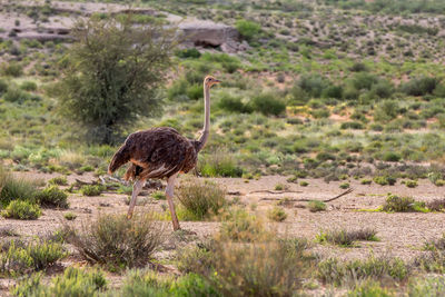 Side view of a bird on land