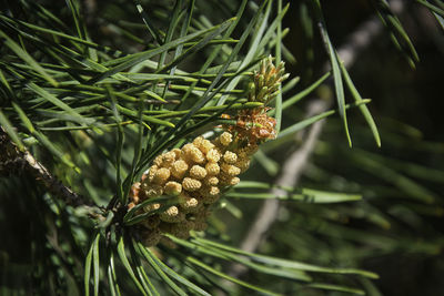 Close-up of pine cone on tree