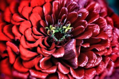 Close-up of red dahlia