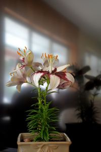 Close-up of potted plant