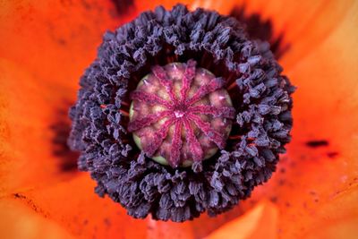 Close-up of purple flowering plant