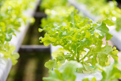 Close-up of fresh green plant