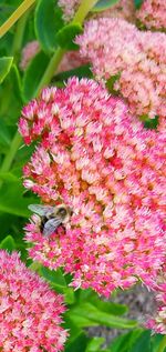 Close-up of pink flowers blooming outdoors