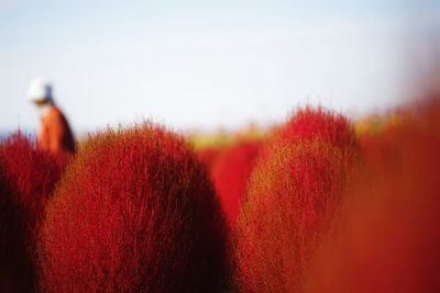 Close-up view of red sky