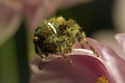 Close-up of spider on flower