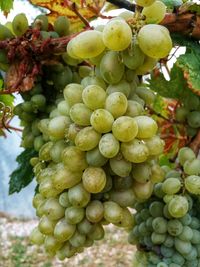 Close-up of grapes growing in vineyard