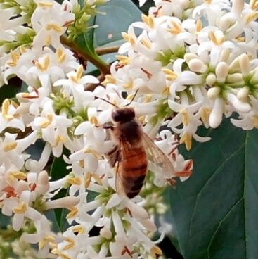 CLOSE-UP OF BUMBLEBEE POLLINATING ON FRESH FLOWER