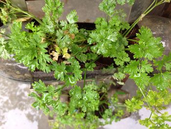 High angle view of potted plants