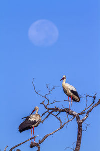 Birds perching on branch against blue sky