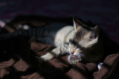 Cat resting on bed