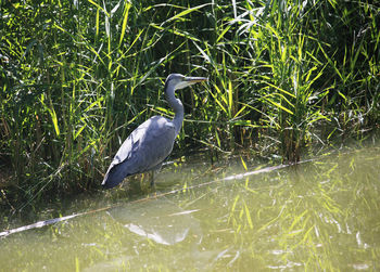 High angle view of gray heron perching on grass