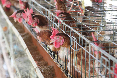 View of birds in cage