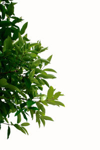 Close-up of plant against white background