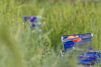 Close-up of plants on field