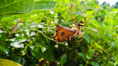 Close-up of spider on web