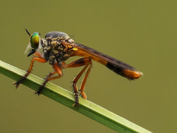 Close-up of dragonfly