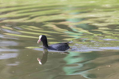 Duck swimming in lake