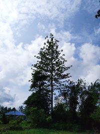 Low angle view of trees on field against sky