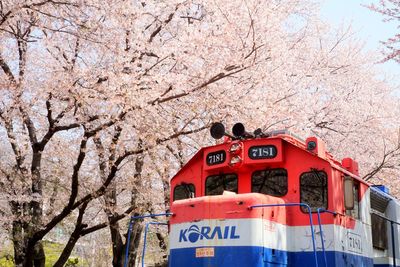 View of cherry blossom