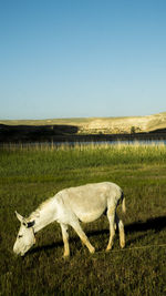 Horse standing on field against clear sky