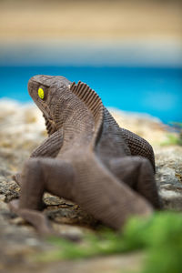 Close-up of lizard on land