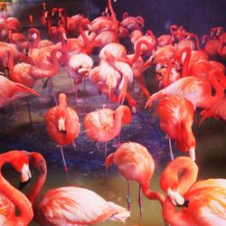 Flamingos in water