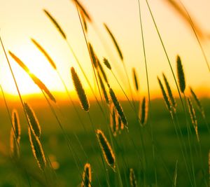 Close-up of fresh grass in field against sunset sky
