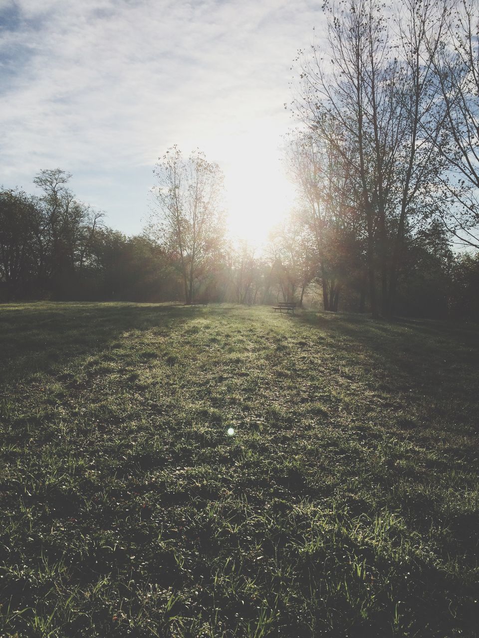 tree, sun, sky, sunlight, sunbeam, tranquility, tranquil scene, field, landscape, nature, bare tree, lens flare, sunset, silhouette, beauty in nature, scenics, surface level, no people, outdoors, growth