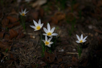 Close-up of white flowers blooming outdoors