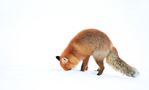 Side view of red fox hunting in deep snow