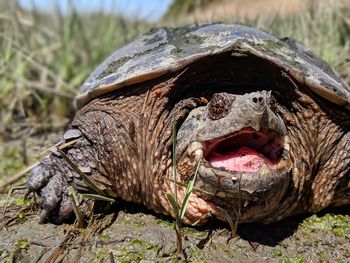 Close-up of a turtle