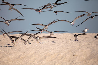 Flock of black skimmer terns rynchops niger on the beach at clam pass in naples, florida