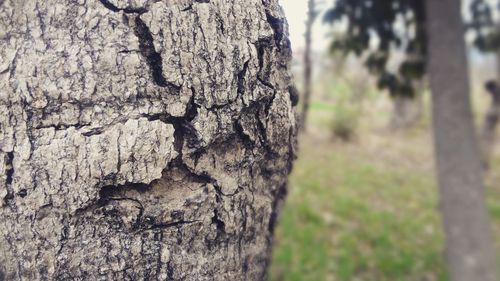 Close-up of tree trunk in forest