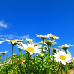 Close-up of yellow flowers blooming on field against blue sky