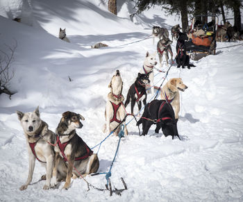 Sled dogs relaxing on snow landscape