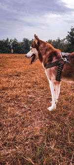 View of horse on field against sky