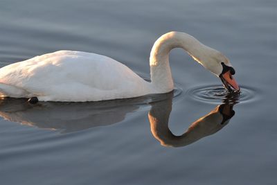 Swan swimming in lake