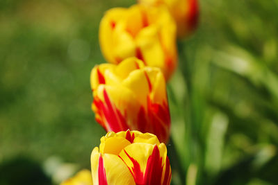 Close-up of yellow tulip