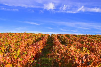 Grapes vines plants change colors of leaves in autumn - vineyard landscape view in autumn