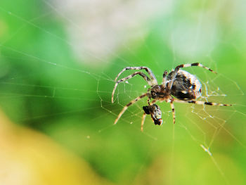 Close-up of spider on web