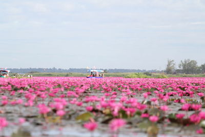 Pink flowering plants on field against sky